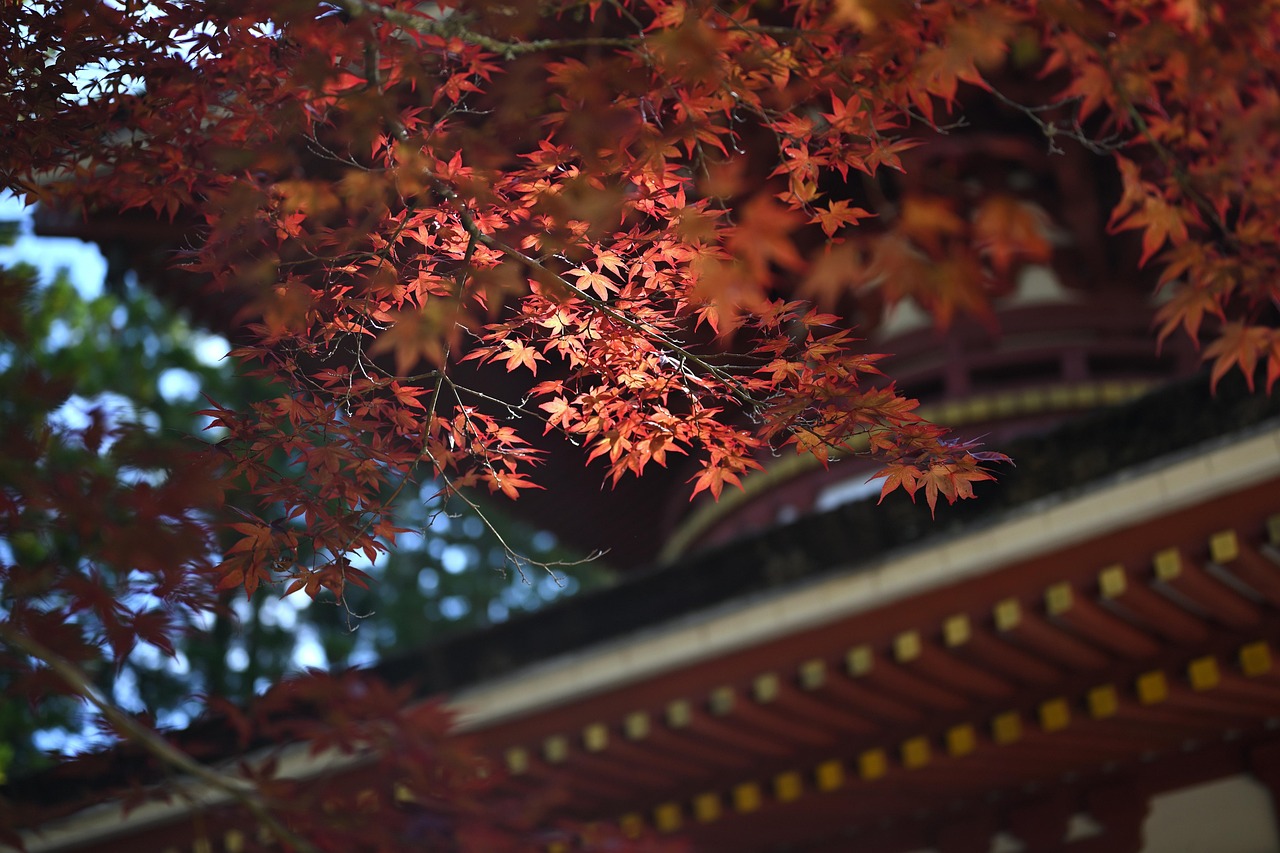 koyasan, japan, temple, world heritage site, autumnal leaves, maple, autumn, japan, japan, japan, japan, temple, temple, temple, temple, temple, autumn, autumn