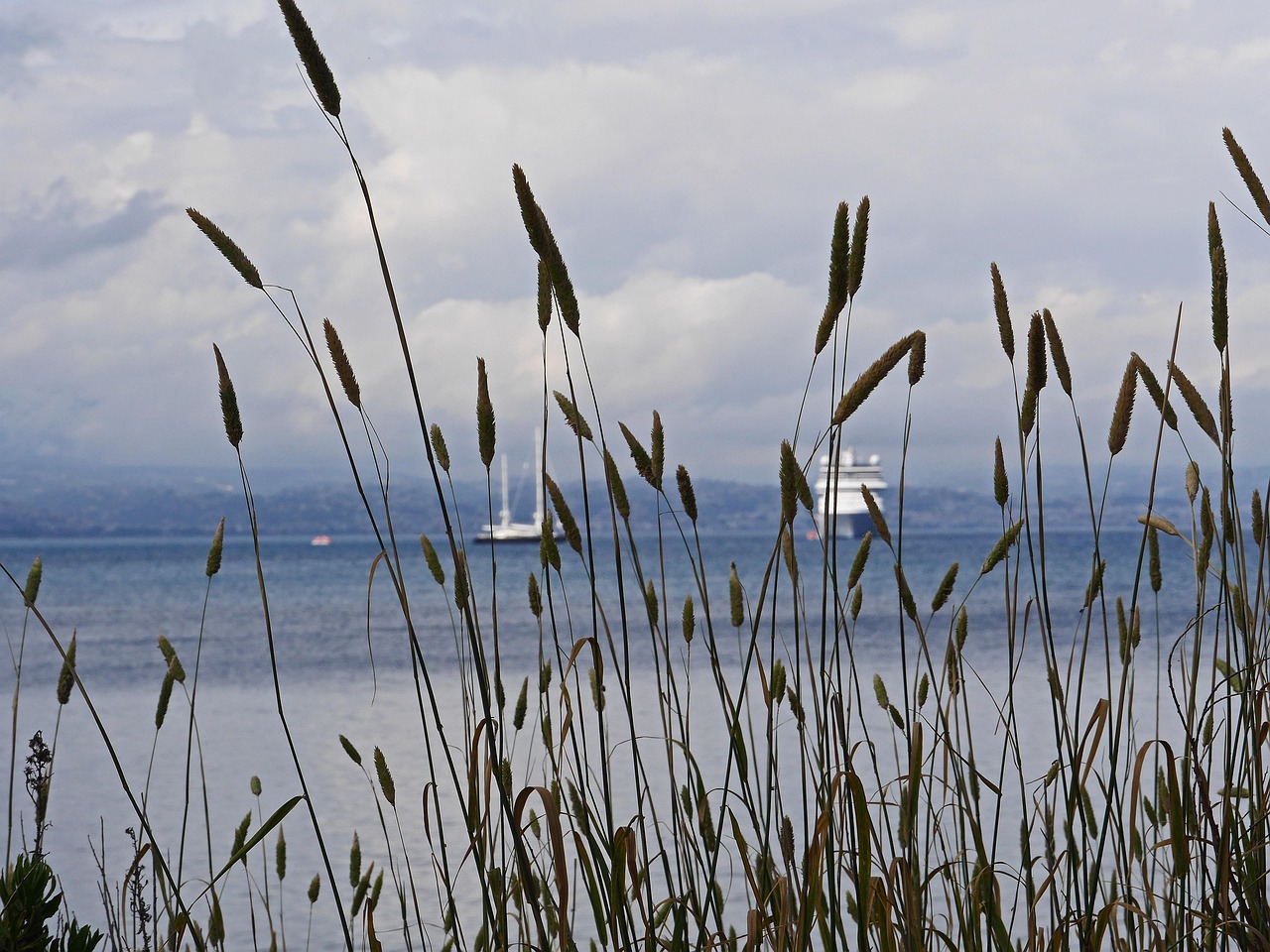 mediterranean, bay, grasses, inflorescence, crusaders, sailing yachts, antibes, coast, south france, côte d ' azur, cloudy, vacations, sea, anchorage