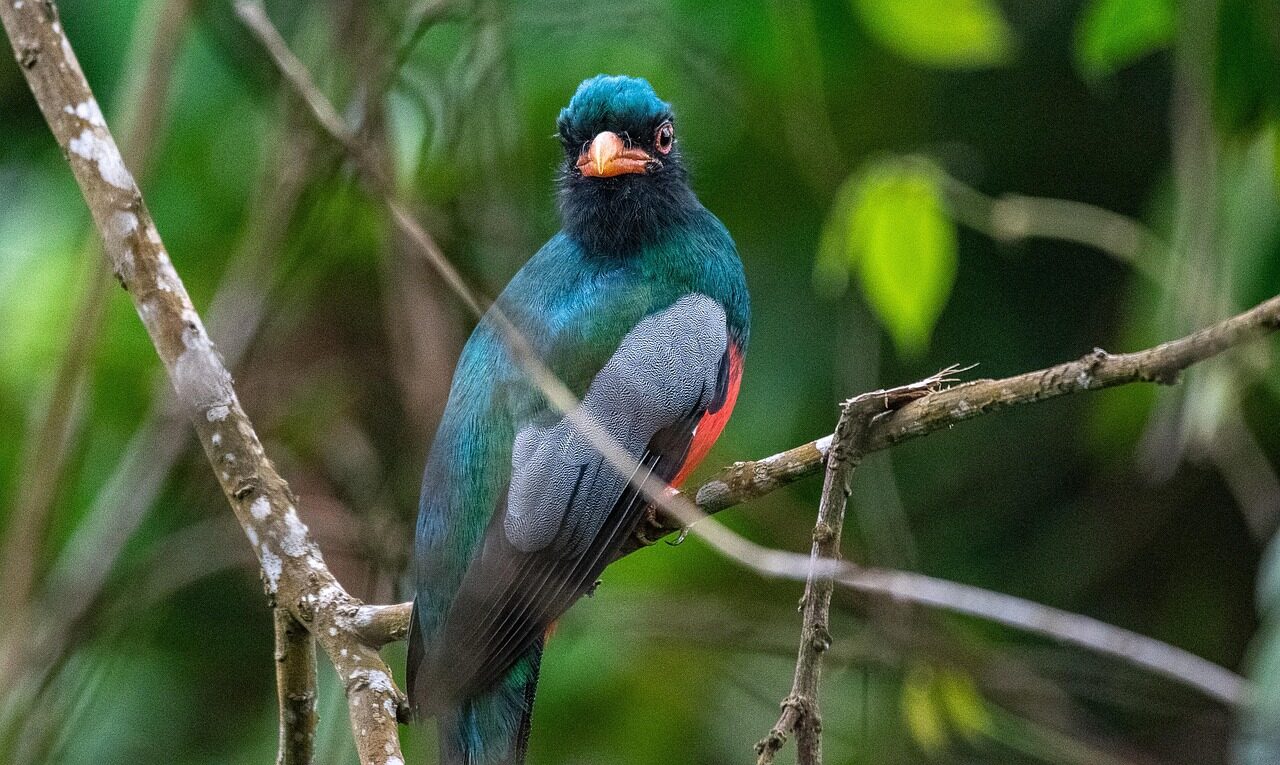 trogon, bird, perched bird, costa rica, nature, avian, ornithology